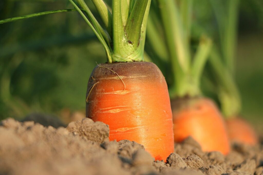 Nachhaltige Ernährung durch gemeinsames Anbauen