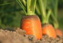 Nachhaltige Ernährung durch gemeinsames Anbauen