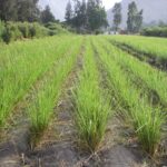 Vetiver – Natürliche Lösung gegen Bodenerosion und Klimawandel