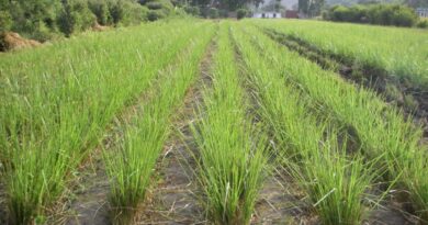 Vetiver – Natürliche Lösung gegen Bodenerosion und Klimawandel