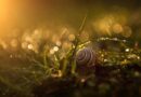 Tipps für umweltfreundliche Gartengestaltung