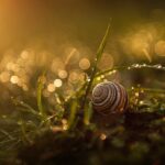 Tipps für umweltfreundliche Gartengestaltung