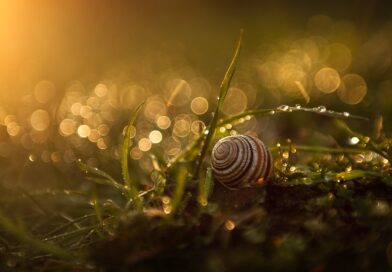 Tipps für umweltfreundliche Gartengestaltung