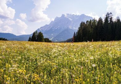 Kräuterwanderungen: Heimische Kräuter entdecken und erleben