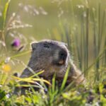 Murmeltiere am Dachstein