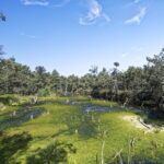 Die Bedeutung von Mooren für den Klimawandel