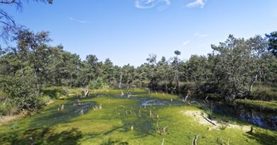 Die Bedeutung von Mooren für den Klimawandel