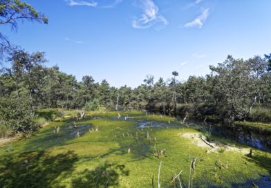 Die Bedeutung von Mooren für den Klimawandel