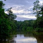 Guayusa: Der absolute Energiekick aus der Natur
