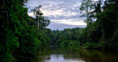 Guayusa: Der absolute Energiekick aus der Natur