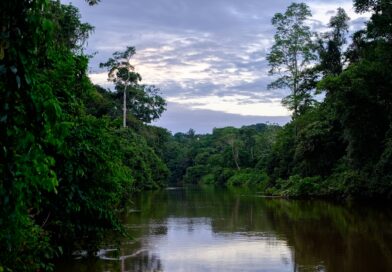 Guayusa: Der absolute Energiekick aus der Natur