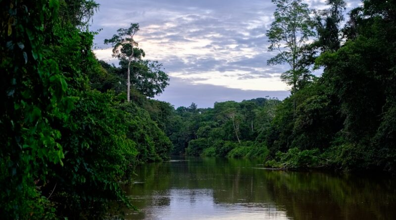 Guayusa: Der absolute Energiekick aus der Natur