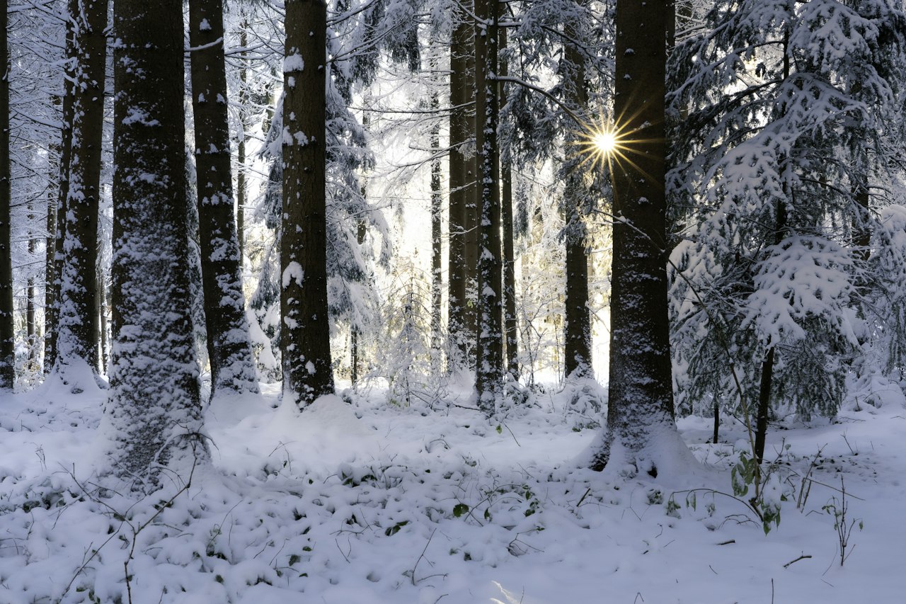 Verschneiter Wald mit durchscheinender Sonne