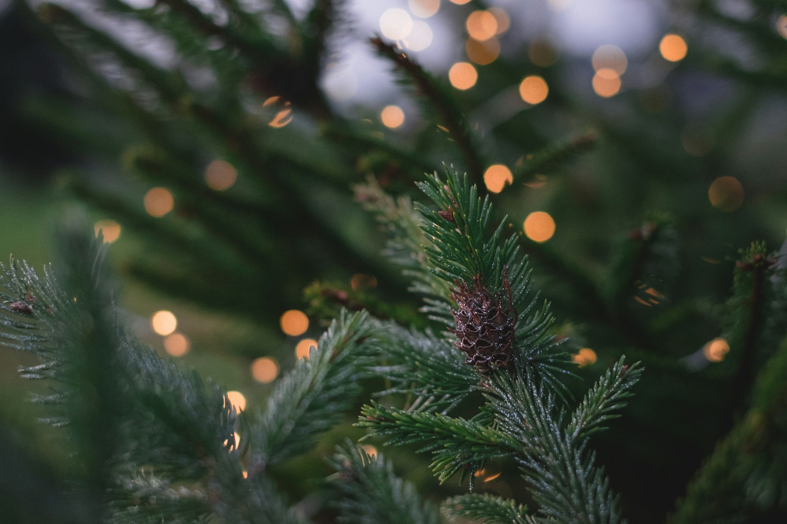 Weihnachtsgrün